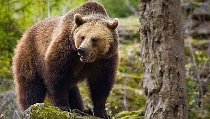 Bărbat ATACAT de urs în Brașov