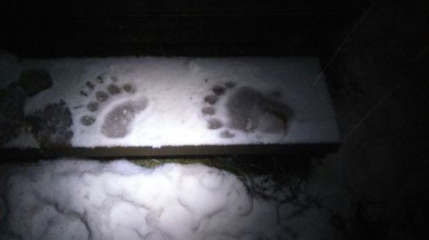 Un urs a întrat în cabana Postăvarul din Poiana Brașov. Turiștii s-au ÎNGROZIT