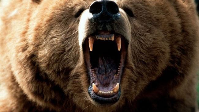 Bărbat atacat de urs în județul Prahova