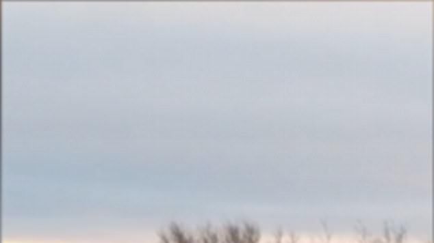 Prietenie periculoasă: incredibil ce-i face un urs polar unui câine (VIDEO)