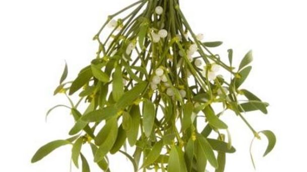 Cele patru proprietăți miraculoase ale vâscului 