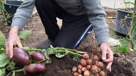 Un agricultor din România a obţinut o plantă care produce, în acelaşi timp, şi cartofi, şi vinete 