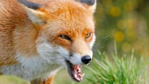 Apariţie neaşteptată într-un magazin cu produse cosmetice dintr-un complex comercial