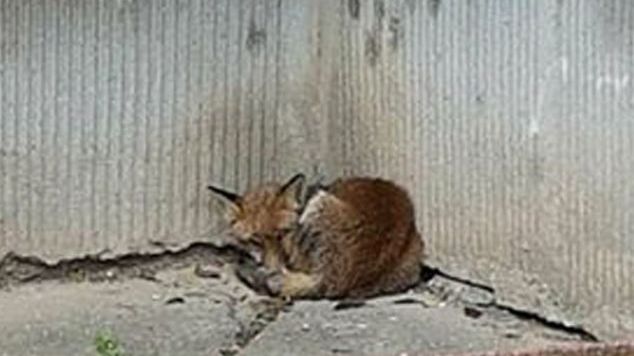 O vulpe le-a dat bătăi autorităților. Nu au putut decide cine este abilitat să captureze animalul