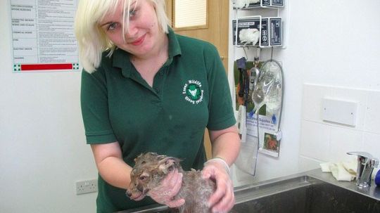 A salvat un animal acoperit de noroi. A crezut că e câine. L-a spălat, apoi ŞOC! Ce ţinea în mână