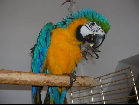 Și-a tăiat urechile ca să semene cu un papagal