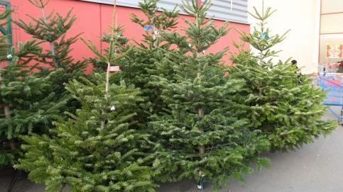 SUTE de pomi de Crăciun, confiscați de polițiști