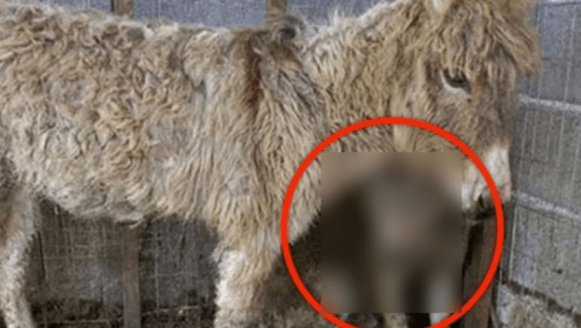 Au zis că măgăriţa tocmai a fătat. Când s-au uitat mai bine ce animal avea, au încremenit