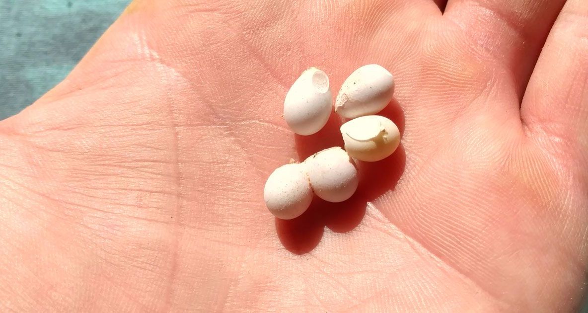 A găsit câteva ouă minuscule în grădină. Coaja unuia a spart, iar ce a ieşit de acolo l-a speriat