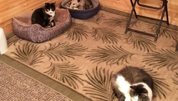 Bunicuţa a luat 3 pui de pisică de pe stradă, să-i crească. Nepotul, speriat: Ăla nu-i pisoi, fugi!