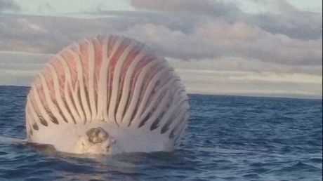 A văzut un balon în mijlocul mării. A ajuns la el, dar a înotat gâfâind înapoi la mal