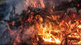 Pomul de Crăciun poate lua foc ușor! Află cum poți evita o catastrofă