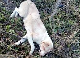 ŞOCANT: Câine, împuşcat pentru "amuzament" şi lăsat să agonizeze (VIDEO) 