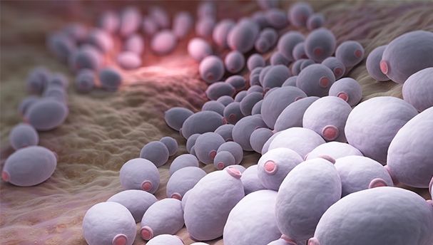 Cum îți protejezi organismul de Candida în mod naturist