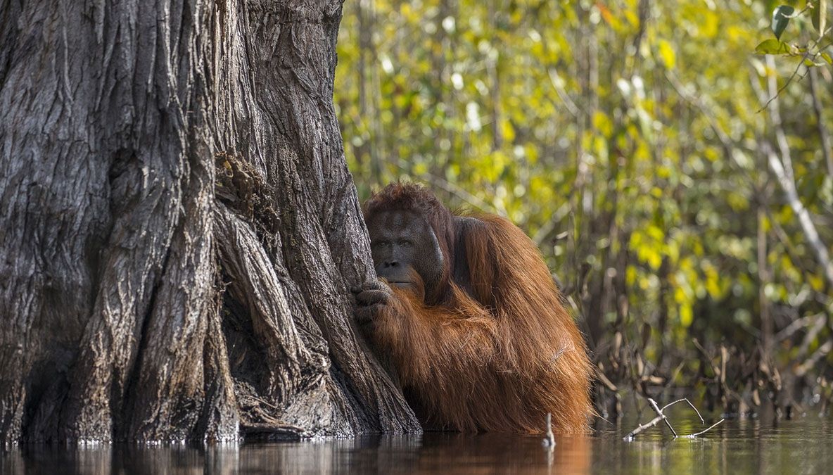 Privirea acestui URANGUTAN i-a înduioşat pe toţi! 