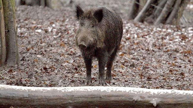 Alertă sanitară în România. Virusul pestei porcine africane, detectat la un porc mistreţ