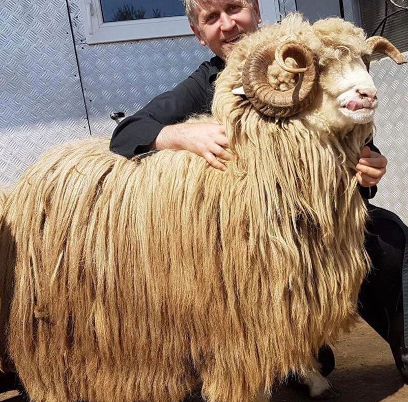 Decizie de ultimă oră în cazul lui Cristian Pomohaci. Petrică Mîţu Stoian, chemat în ajutor     