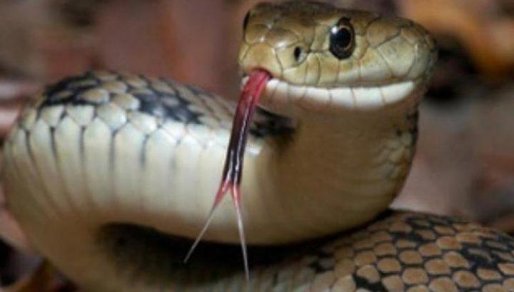 Muşcat de şarpele veninos, a luat mâna soţiei şi şi-a înfipt dinţii, pentru a muri împreună. Apoi...