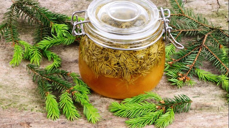 Medicii nu vor recunoaşte niciodată acest lucru! Ce efect are siropul de muguri de brad
