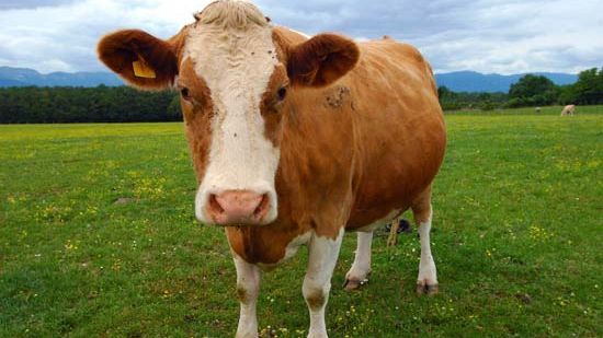 16 oameni au ajuns la spital după ce au tăiat o vacă bolnavă de rabie