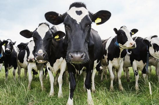 Primar PSD şi fiica sa, în vizorul DNA din cauza unor vaci