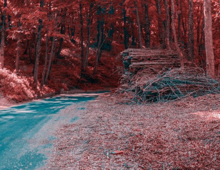 Percepi corect culorile? Testul care-ți va da răspunsul