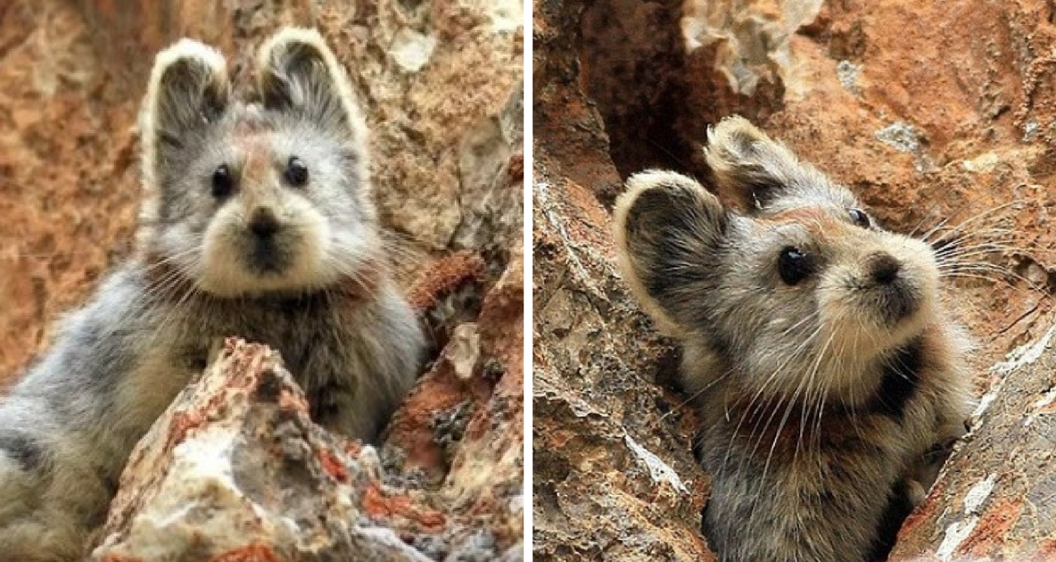 Au zis că au găsit un ursuleţ în munţi, dar s-au apropiat mai bine şi...ŞOC! N-au putut crede ce era