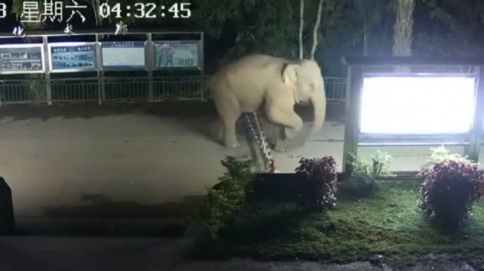 "Vacanţa" unui elefant - a fost surprins de camere în timp ce trecea graniţa din China în Laos