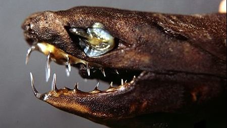 Creatura BIZARĂ descoperită în plasele unor pescari