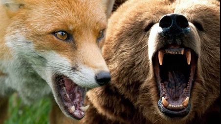 Imagini spectaculoase din pădurile României - cum au fost surprinşi un URS şi o VULPE