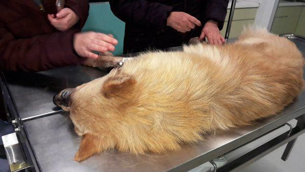 Caz revoltător în Constanța. Un câine a fost împușcat dintr-o mașină