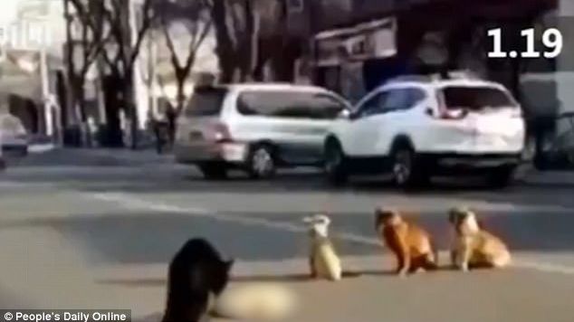 Asta DA INIMĂ DE CÂINE, câți nu și-ar dori? (VIDEO)