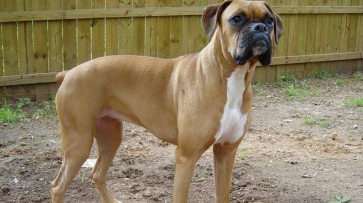  Ipoteză șocantă în cazul femeii ucise în zona Lacul Morii: Ana Oros ar fi fost atacată de câini de luptă. Ancheta bate pasul pe loc