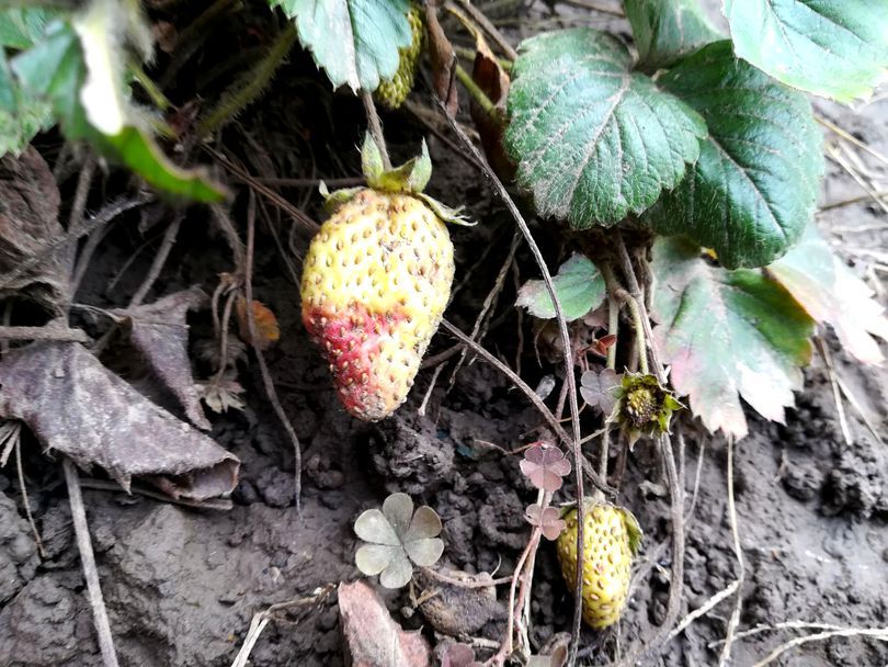 Fenomen RAR: CĂPŞUNI aproape coapte, într-o curte din Galaţi, în luna ianuarie - FOTO