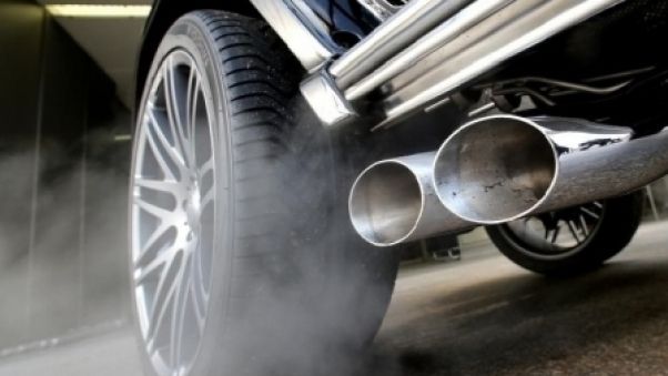 Șocant: 10 maimuţe folosite de Volkswagen la testarea emisiilor de carbon