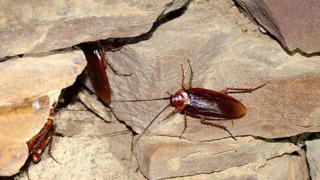 Profesor sancționat după ce le-a dat elevilor SĂ GUSTE gândaci și să justifice "de ce ar trebui să-i mâncăm"