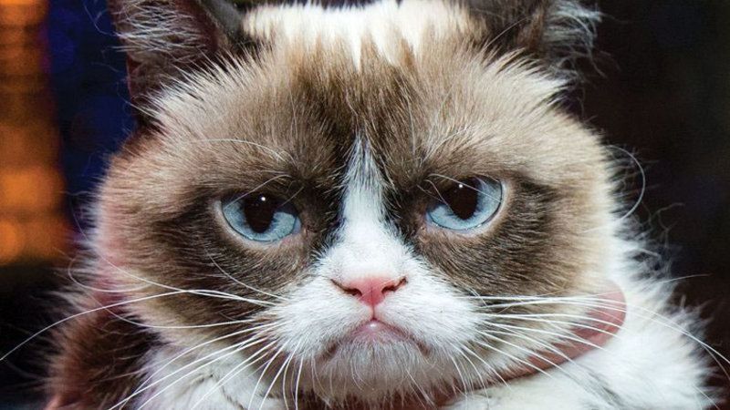Grumpy Cat a câştigat în instanţă despăgubiri record 