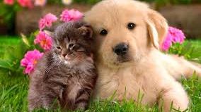 Atenție! Un tip de hrană pentru animale conține bacterii periculoase pentru om!