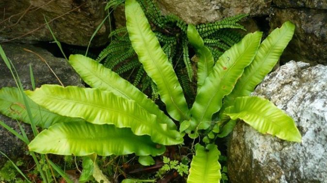 Leacul recomandat de Arsenie Boca pentru eliminarea pietrelor de la fiere