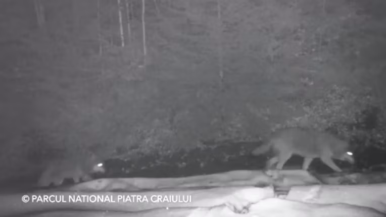 Haită de lupi filmată într-o pădure în Parcul Naţional Piatra Craiului