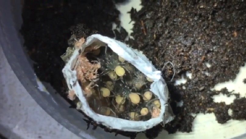 A desfăcut un ou de păianjen și a rămas șocat. Ce a ieșit din el