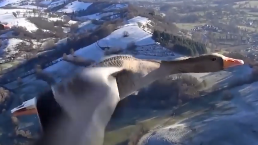 ABSOLUT ULUITOR: Acum poţi vedea lumea prin ochii PĂSĂRILOR? (VIDEO) 