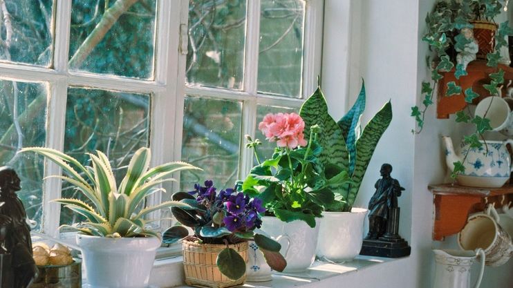 Plantele care atrag banii şi prosperitatea în casă