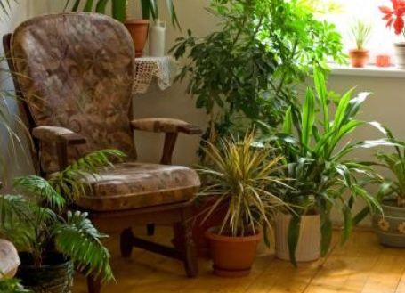 Plantele care UCID. Vampirii energetici pe care îi ţinem în apartament