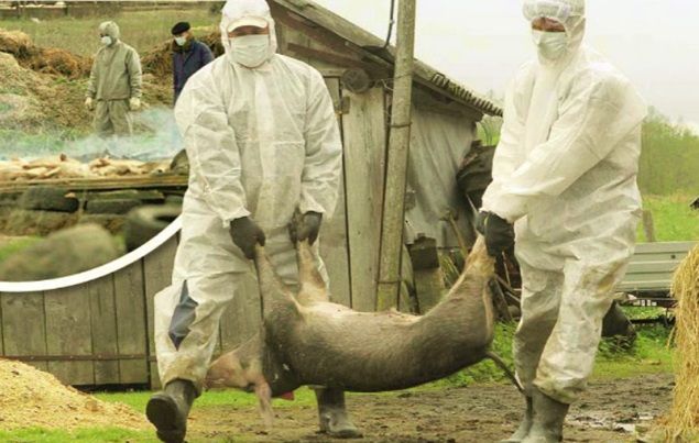 Crescătorii de porci, ÎN ALERTĂ! Peste porcină a reapărut la Satu-Mare