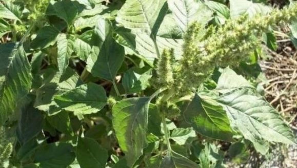 Această BURUIANĂ care creşte în România va fi hrana viitorului. Ne vindecă de cele mai crunte boli 