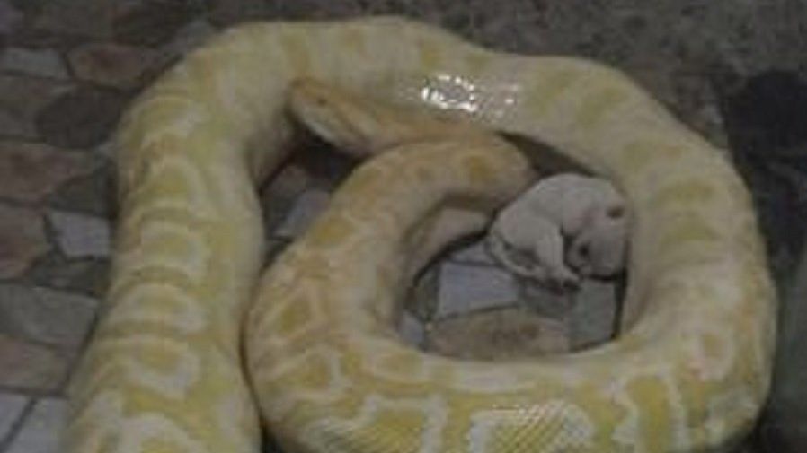 Un cățeluș paralizat de frică, aruncat lângă un piton. Ce s-a întâmplat după acest instantaneu