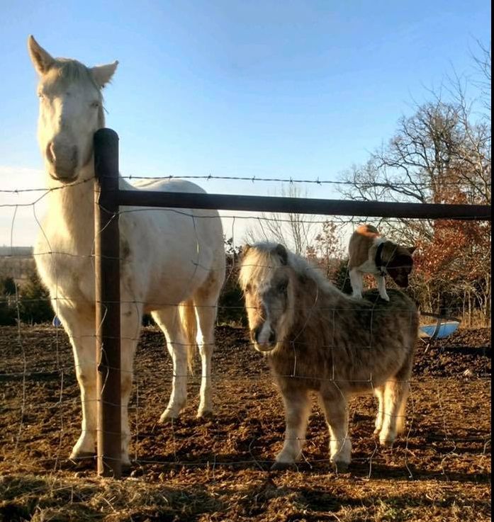 A auzit un zgomot afară şi a ieşit. Ce făcea câinele vecinilor, în curtea sa - VIDEO adorabil