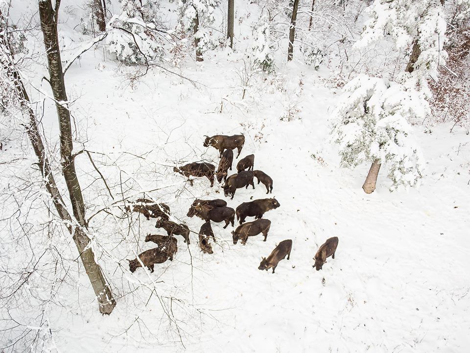 Imagini spectaculoase dintr-o pădure în România - FOTO