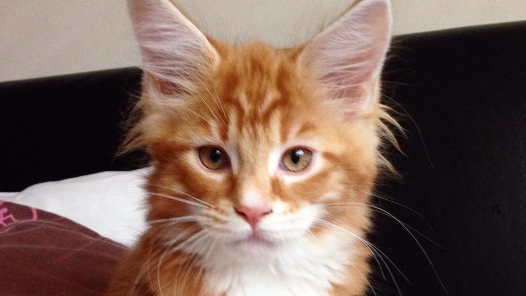 Au adoptat un pui de pisică. În 6 luni, felina s-a transformat în ceva şocant. S-au speriat